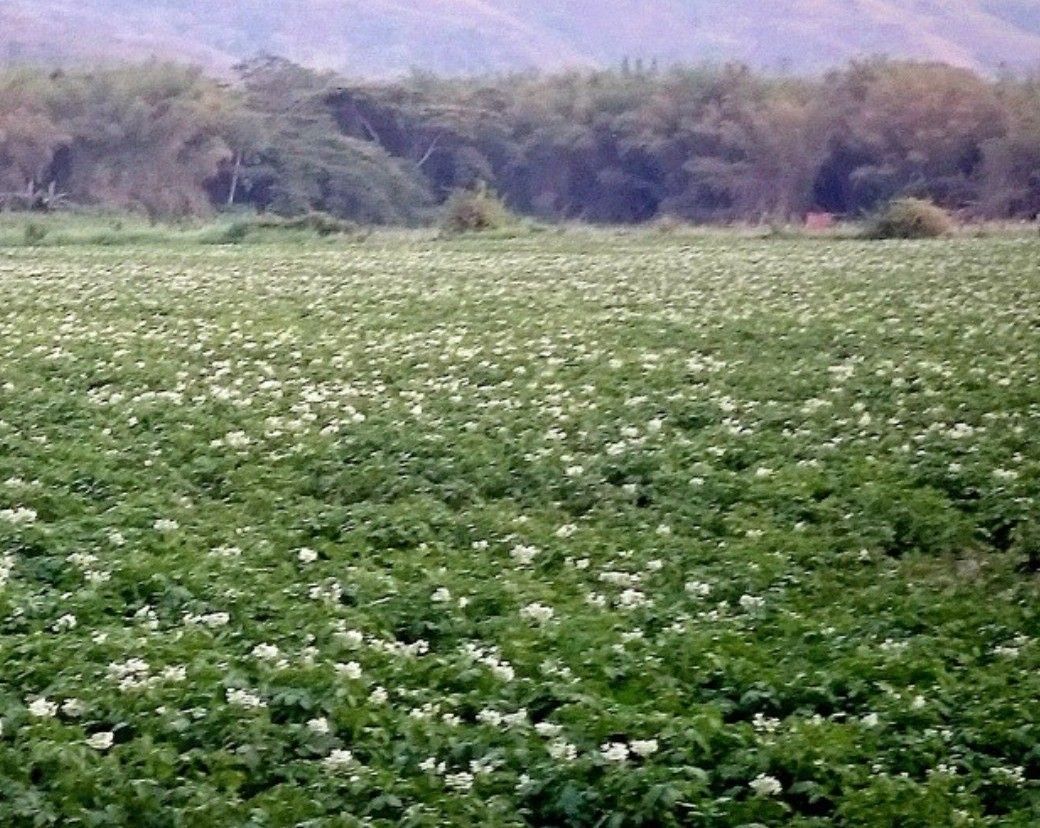 Cultivo en flor en el valle